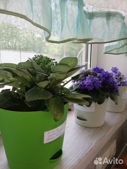 Комнатные растения