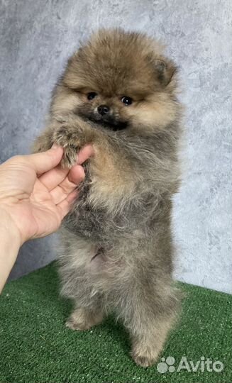 Шпиц мальчик померанец
