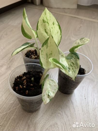 Эпипремнум хеппи лиф отростки