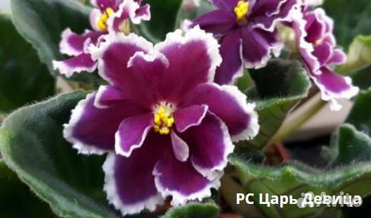 Фиалки цветущие в горшке