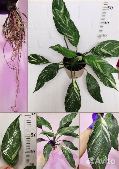 Вариегатный спатифиллум Даймонд, комнатные цветы