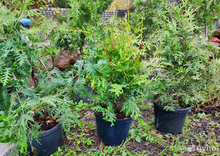 Туя Брабант