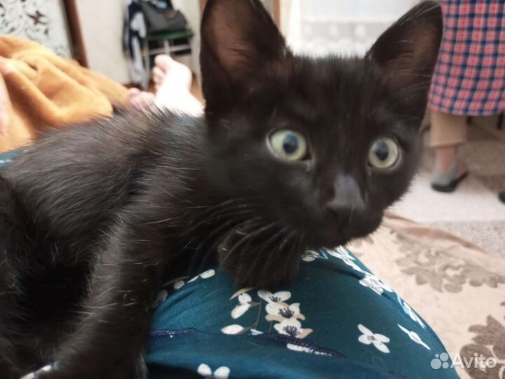 Котенок мальчик черный