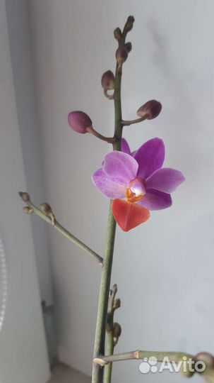 Орхидея Lius Triprince Pink