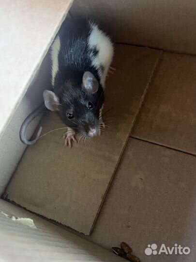 Крыска девочка