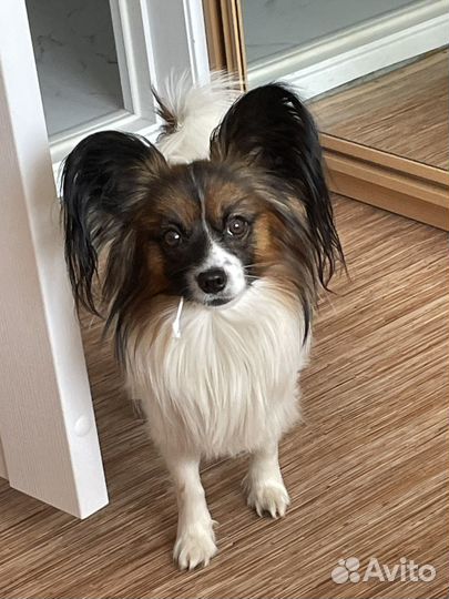 Вязка папийон