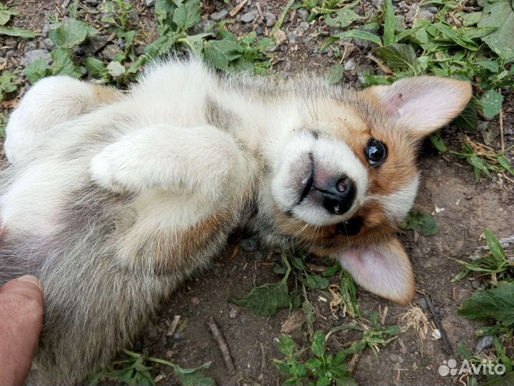 Щенки самые лучшие