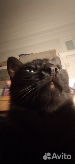 Отдам даром кота