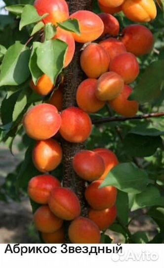 Персик кодоновидный