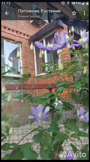 Клематис Арабелла