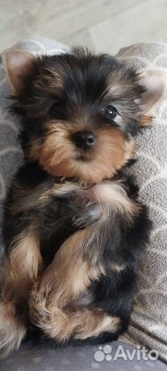 Йоркширский терьер