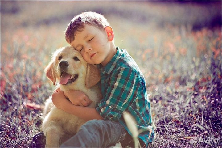 Передержка собак в семье не зоогостиница