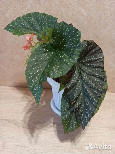 Цветок Бегония коралловая