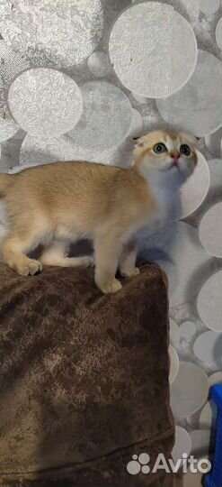 Котята золотая шиншилла