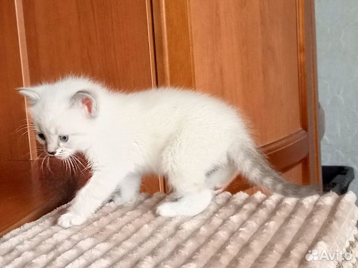 Домашние животные котята