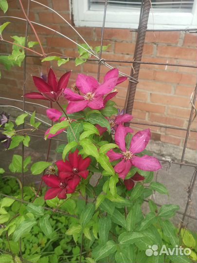 Саженцы клематиса