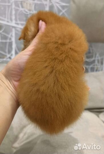 Чистокровные шотландские котики