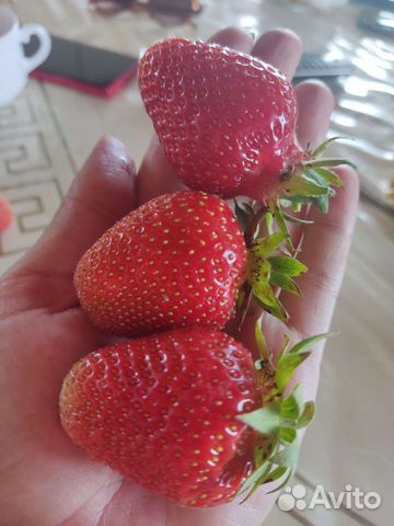 Рассада клубника клери