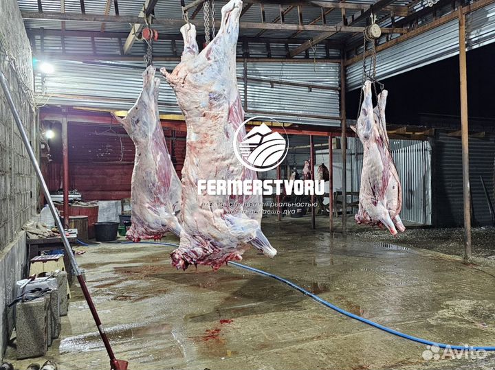 Свежее Мясо каждый день