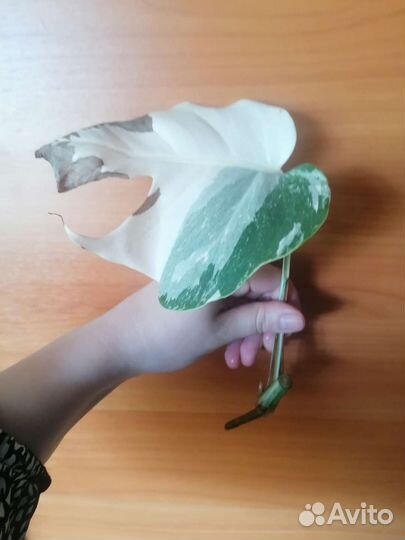 Монстера альба варигатная