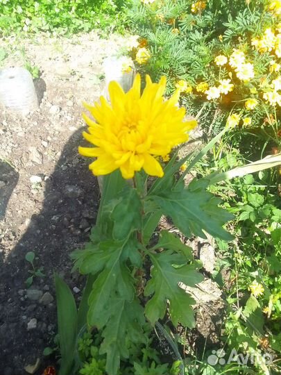 Хризантэмы