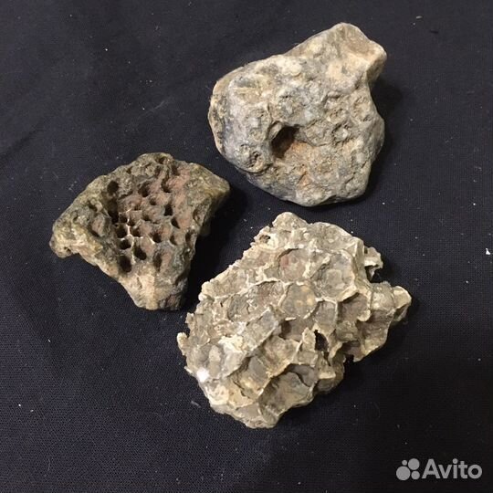 Окаменелые ракушки, пчелиные соты