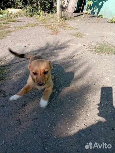 Щенок в добрые руки бесплатно