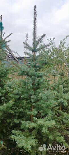 Саженцы ель голубая