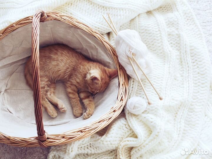 Передержка кошек