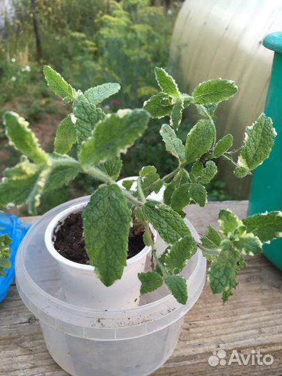 Рассада пряных трав