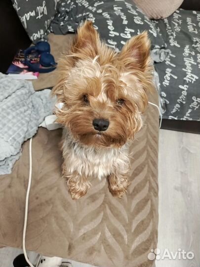 Йоркширский терьер мальчик вязка