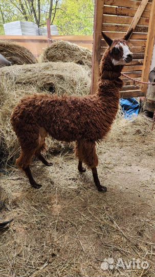 Альпака и лама, в наличии без предоплаты