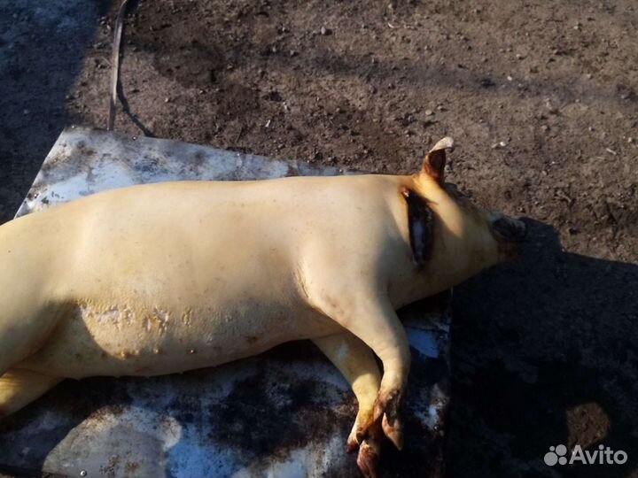 Мясо свинина домашняя