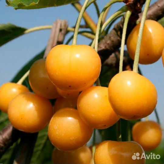 Саженцы черешни сорта 