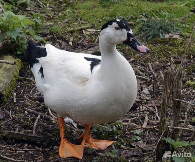 Утка Мулард суточные оптом