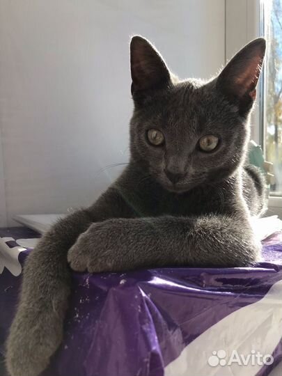 Котик серый