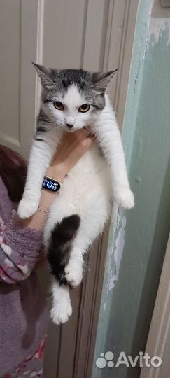 Кошка в дар
