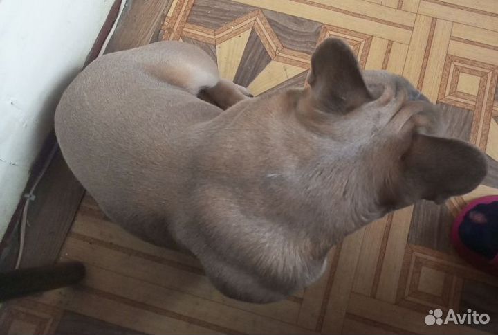 Французский бульдог, вязка