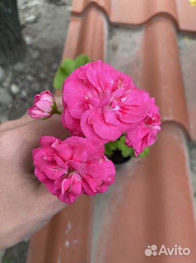 Герань пеларгония