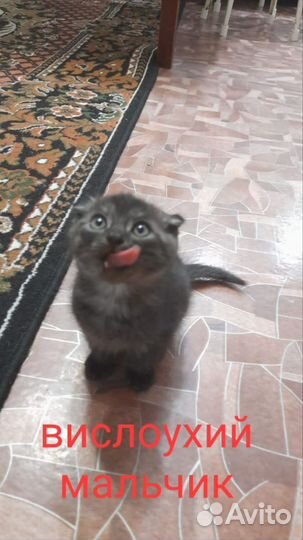 Котята бесплатно