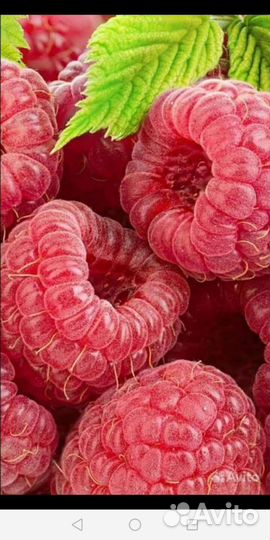 Саженцы Сортовой малины