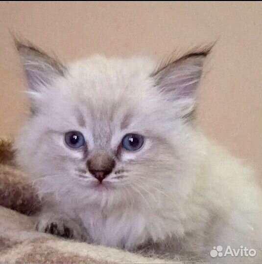Котенок