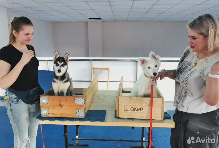 Дрессировка и воспитание собак / Кинолог