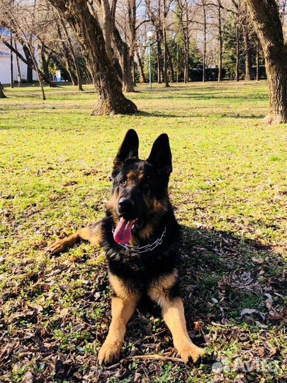 Кобель для вязки