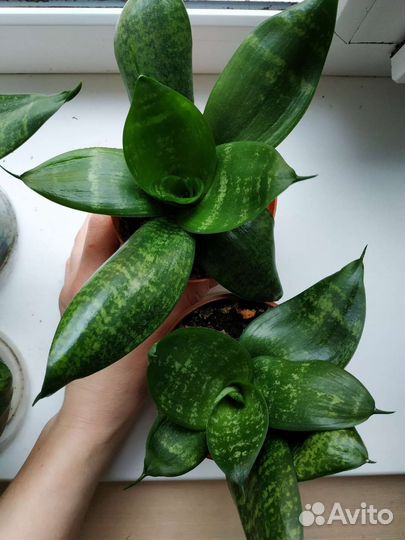 Сансевиерия ханни (щучий хвост) в декор.горшке