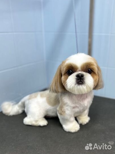 Груминг кошек и собак, Саратов Волжский р-н