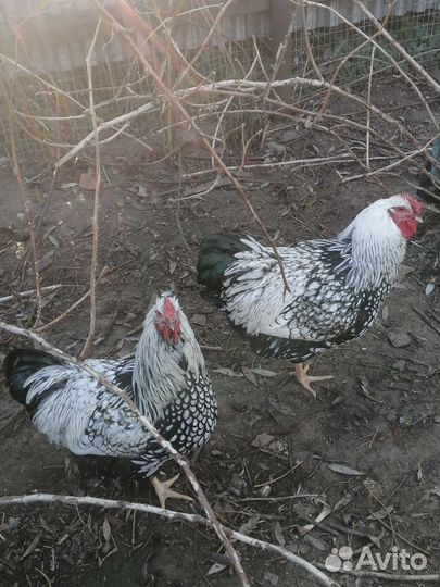 Петух Виандот