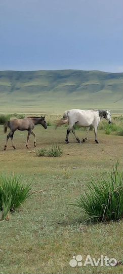 Лошади рысаки