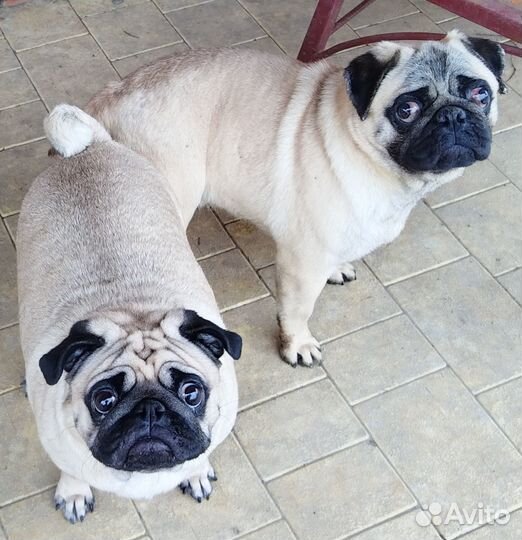 Щенки мопса