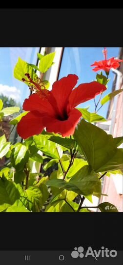 Дерево китайской розы